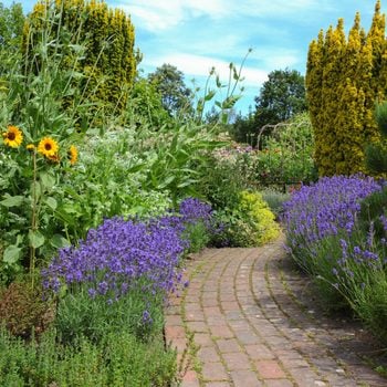Lavender Bushes and Sunflowers Beside a Footpath