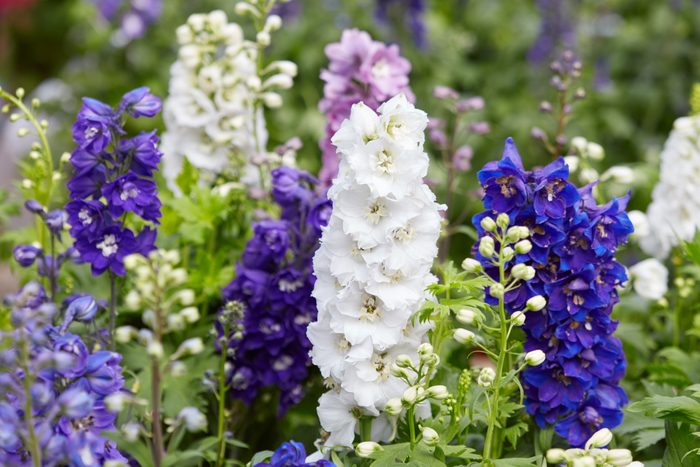 Larkspur flowers, Delphinium elatum