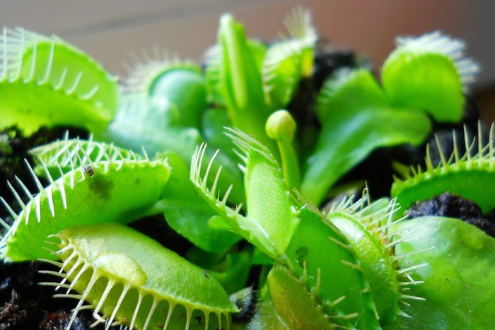 Close-Up Of Potted Venus Flytrap Plant At Home