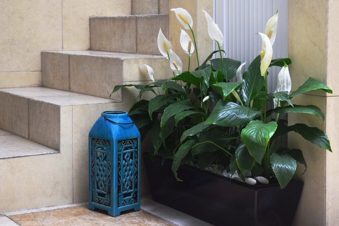 Peace Lily Growing In Pot By Blue Lantern
