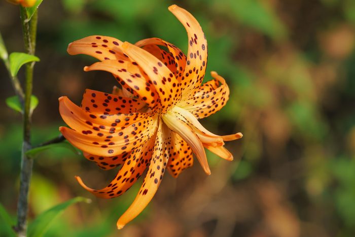 Chalmovidnaya orange flower Terry hybrid tiger Lily Flore Pleno. Bright red flower with black specks