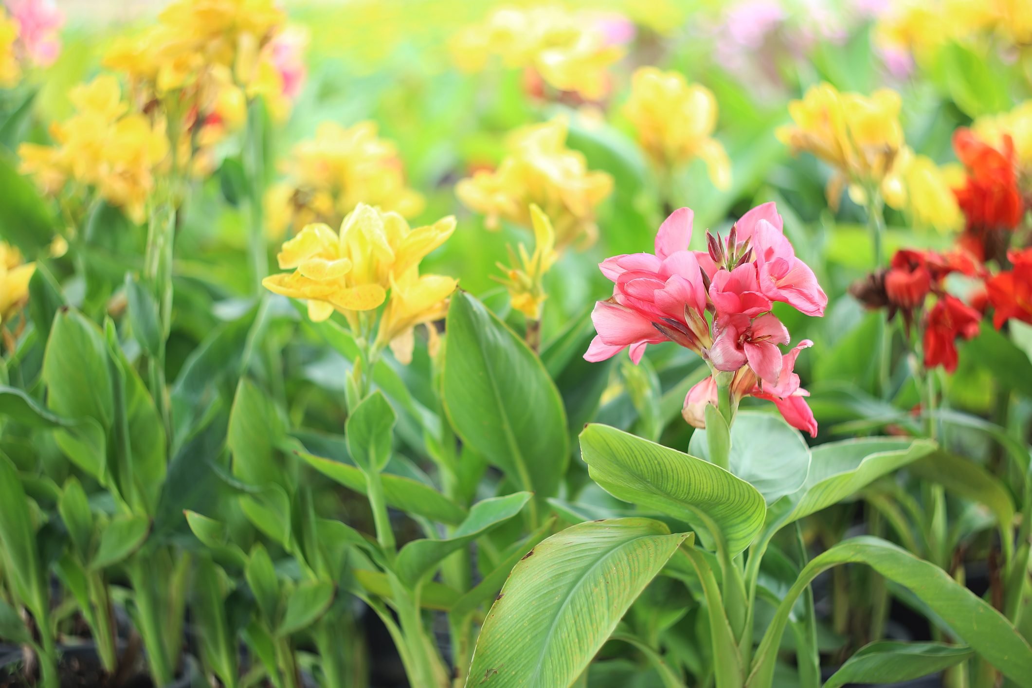 Colorful lily canna flowers .