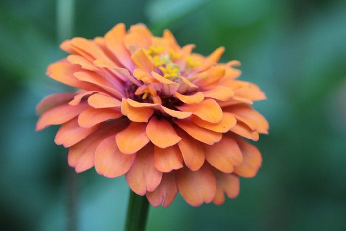 Close up of a bright and colorful orange zinnia with hints of pink, violet and yellow growing in a green summer garden.