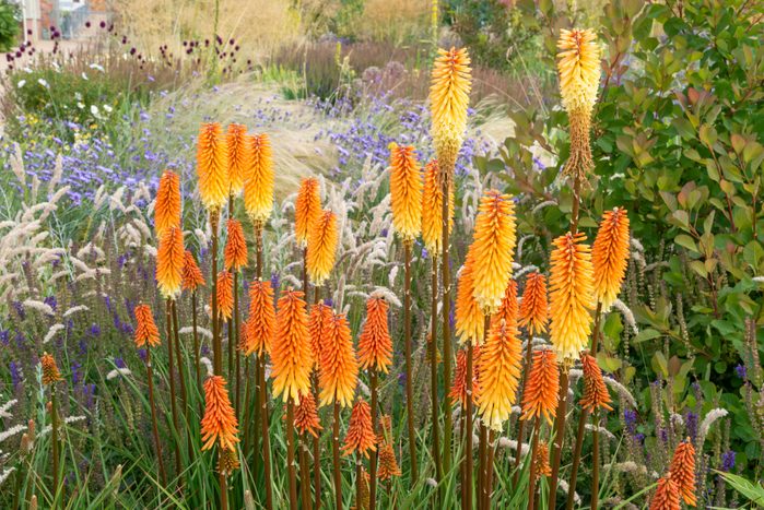 Red Hot Pokers (kniphofia) Growing In A Mixed Garden Border In July