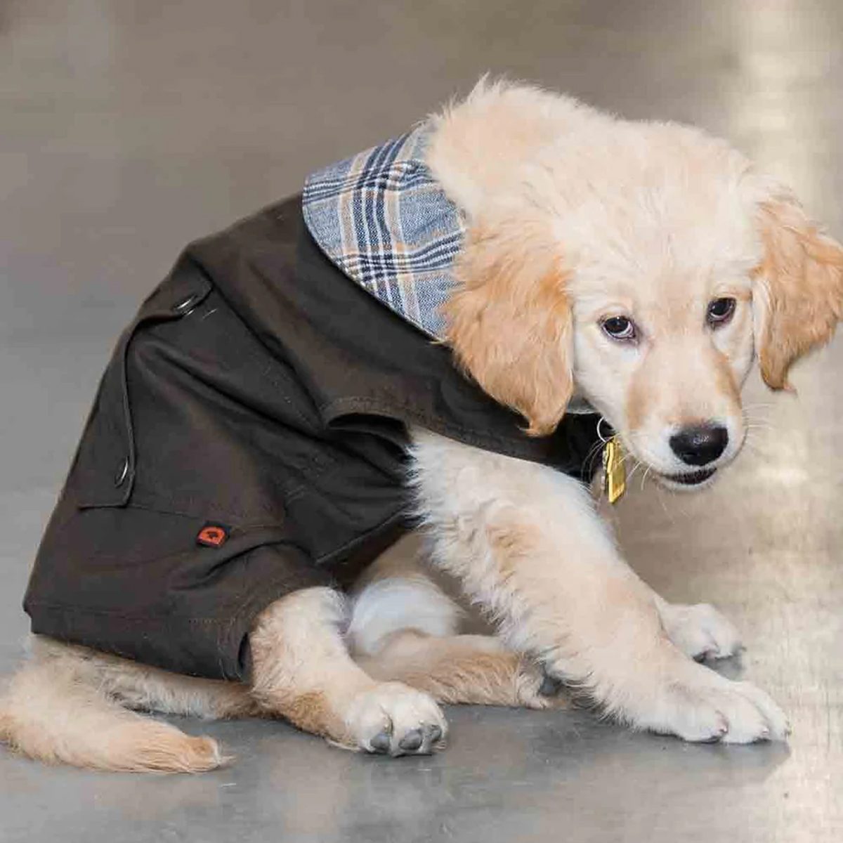 Shop Dog Jacket Ecomm Dovetailworkwear.com
