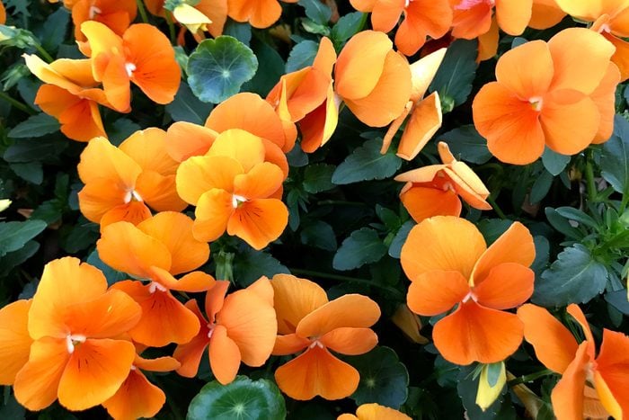 orange Pansy Flowers