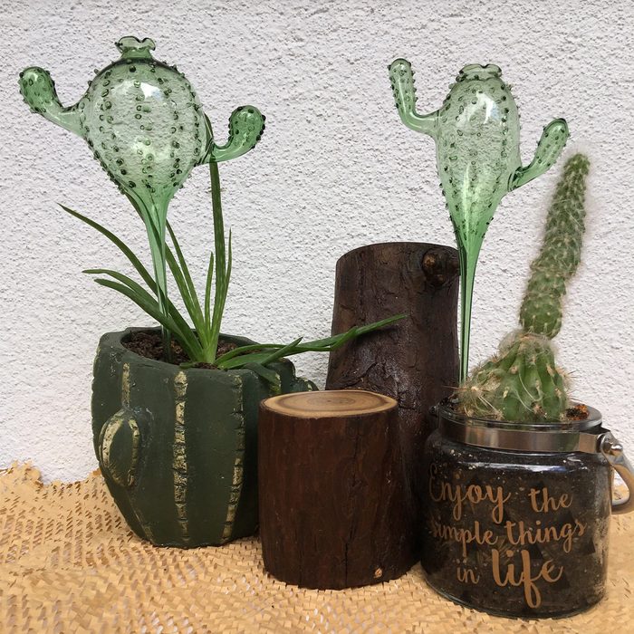Cactus Theme Self Watering Plant Ecomm Etsy.com
