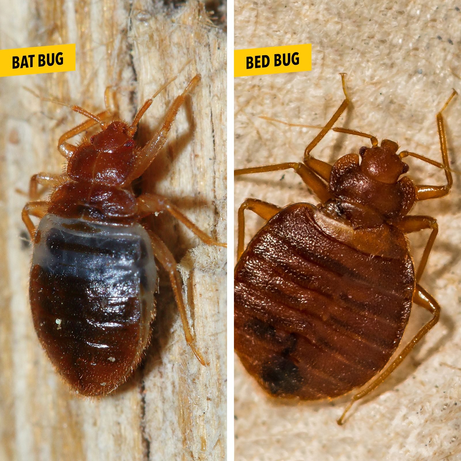 Bed Bug Exterminator Chicago Near Me