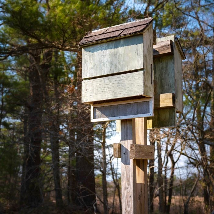 bat house on a wooden pole in the forest