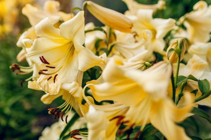 Yellow trumpet aurelian lilies