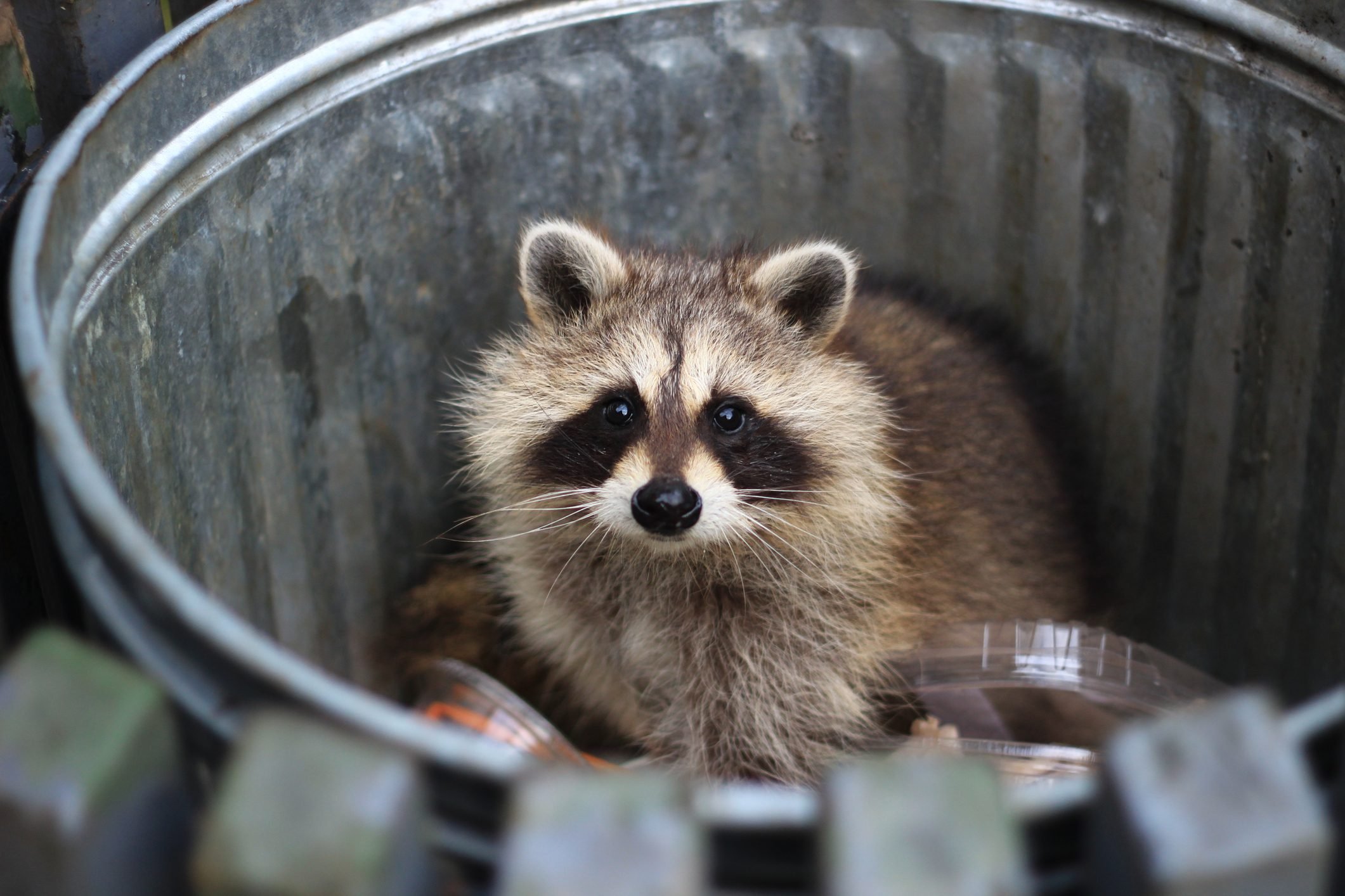 Racoon in the trash