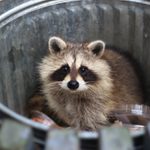 8 Warning Signs You Have a Raccoon Problem