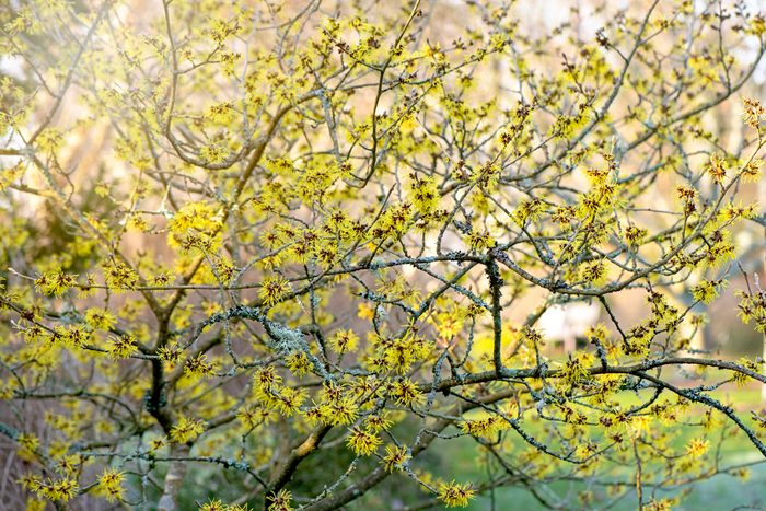 Close-up image of the beautiful spring flowering Hamamelis also known as Witch Hazel