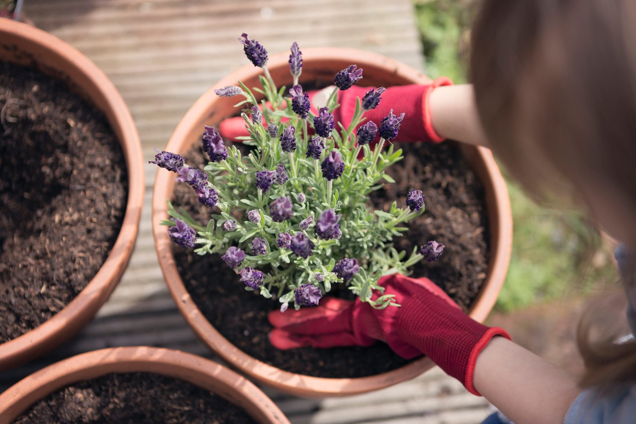 Overhead view of child planting lavender into pot outdoors