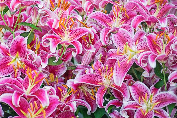 Close Up Patterns of Pink Stargazer Lillies in Full Bloom