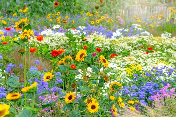 Beautiful, colourful flowers in an English cottage summer garden