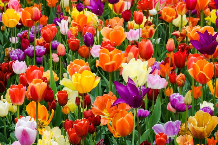 Colorful tulips in a flowerbed in springtime
