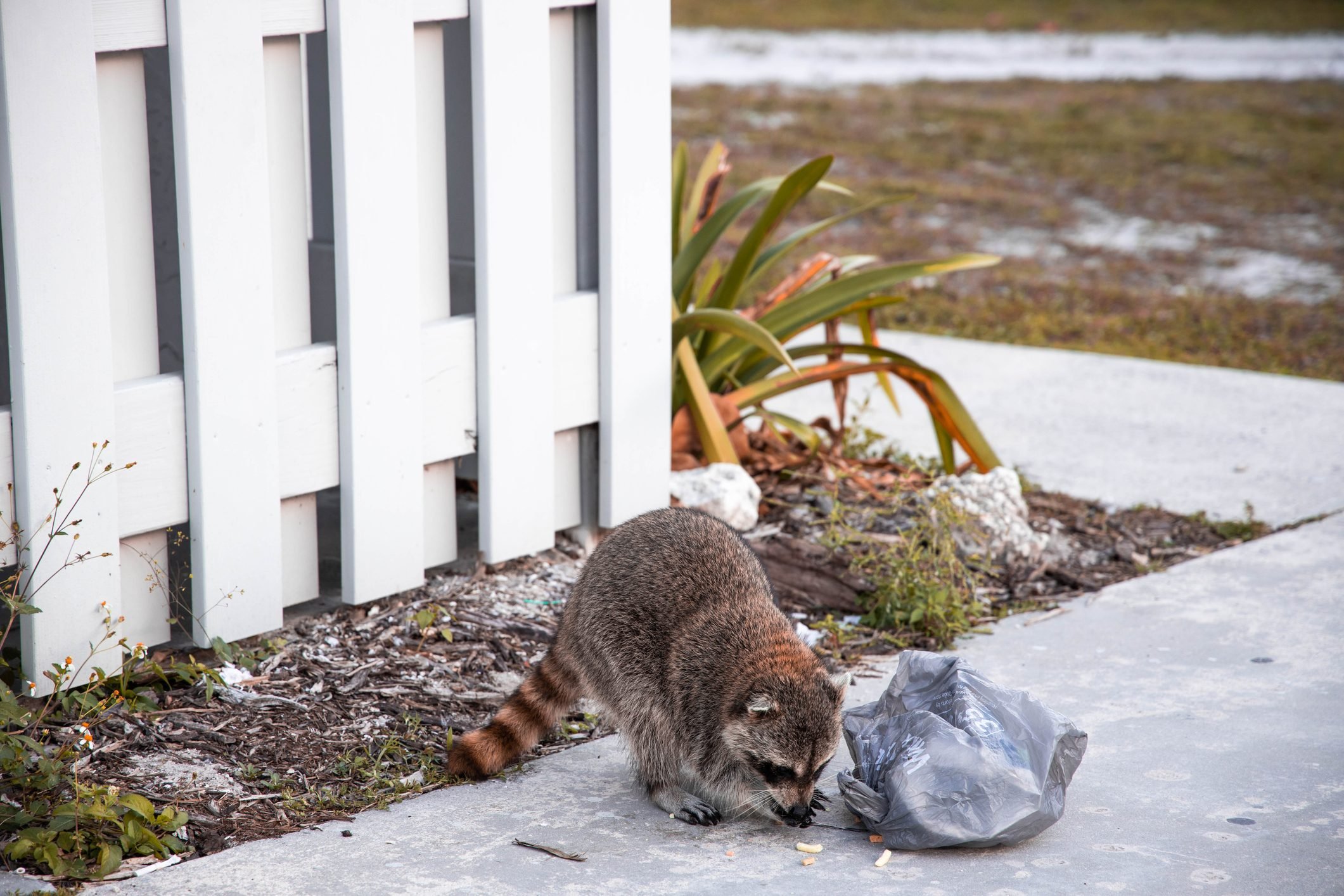Raccoon stealing food from trash in the Key Biscayne state park in the Miami area.