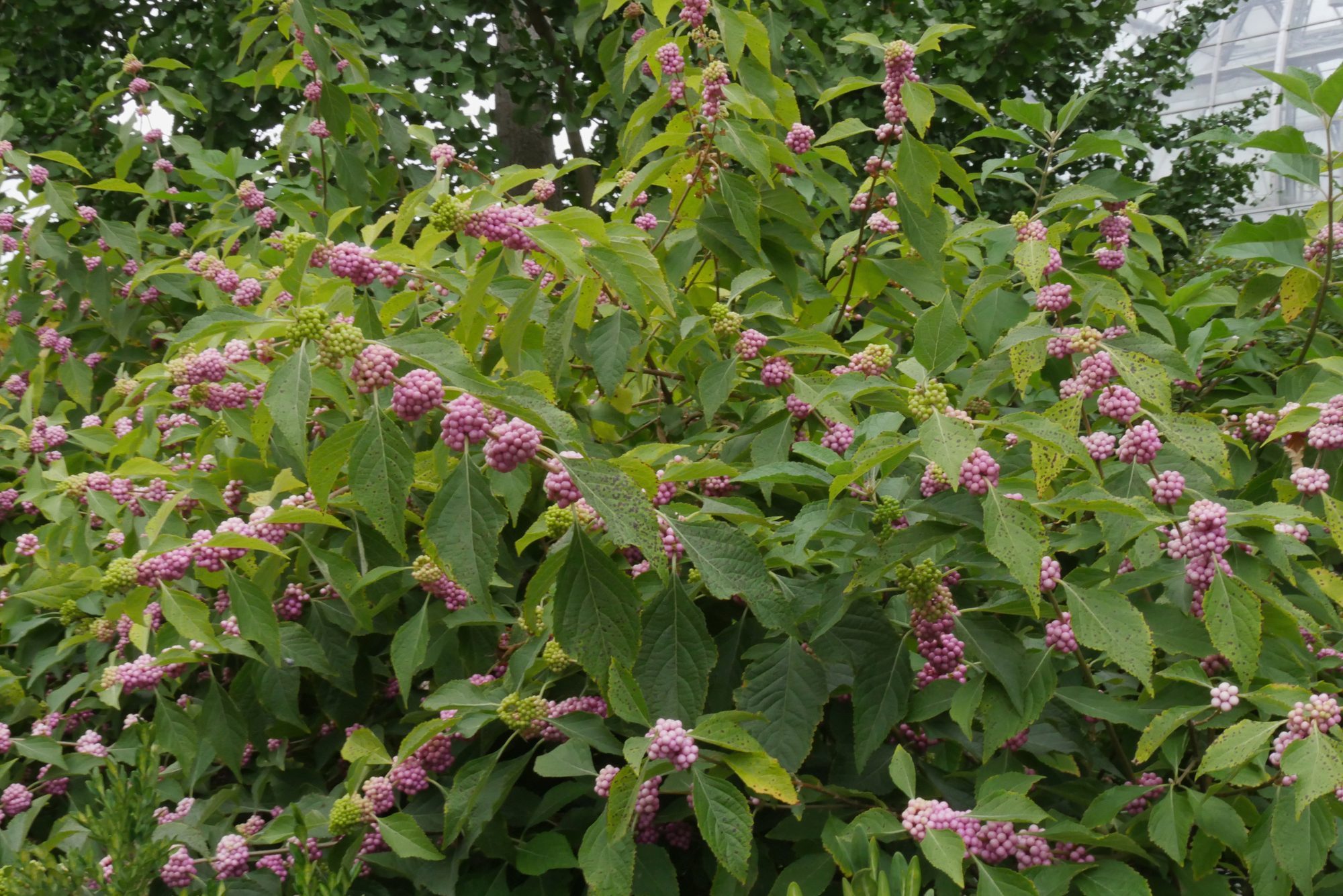 Thick patch of American beautyberry plants, with pink berries sticking out