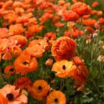 Guide To Ranunculus Care