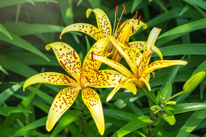 Yellow lily flower close-up. Summer flowers leopard yellow Lily flower at close range. Lilium pardalinum, also known as leopard or panther lily