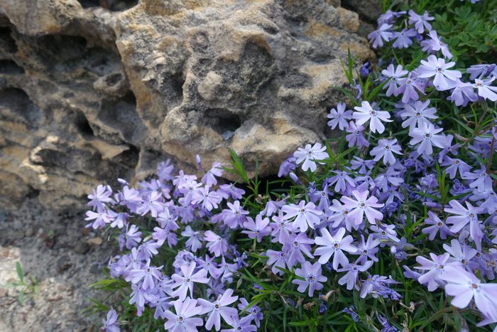 Stone and violet flowers of phlox subulata in mid May