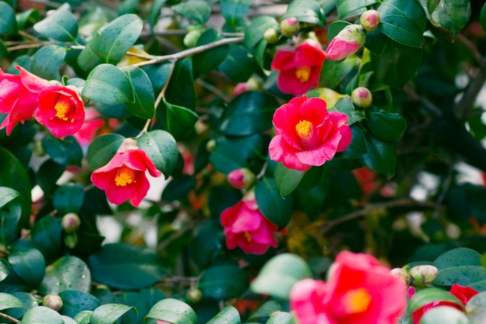 Red Camellia Flowers