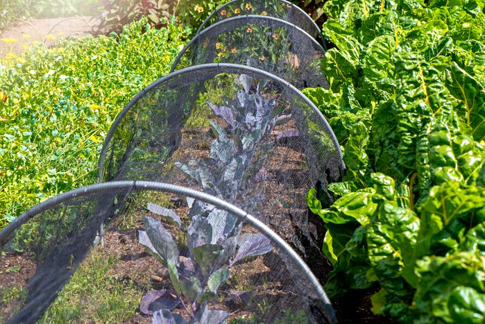 Cabbage and Kale growing in a Vegetable garden with a Cloche netting for protection
