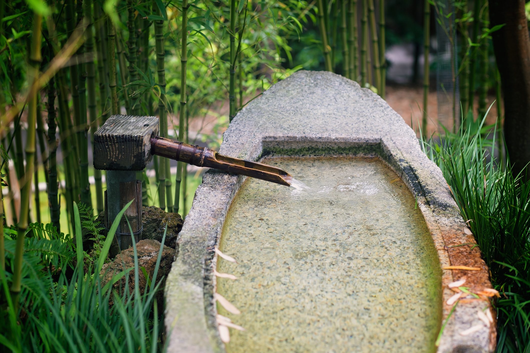 Close-Up Of Bamboo Surrounding Stone Fountain