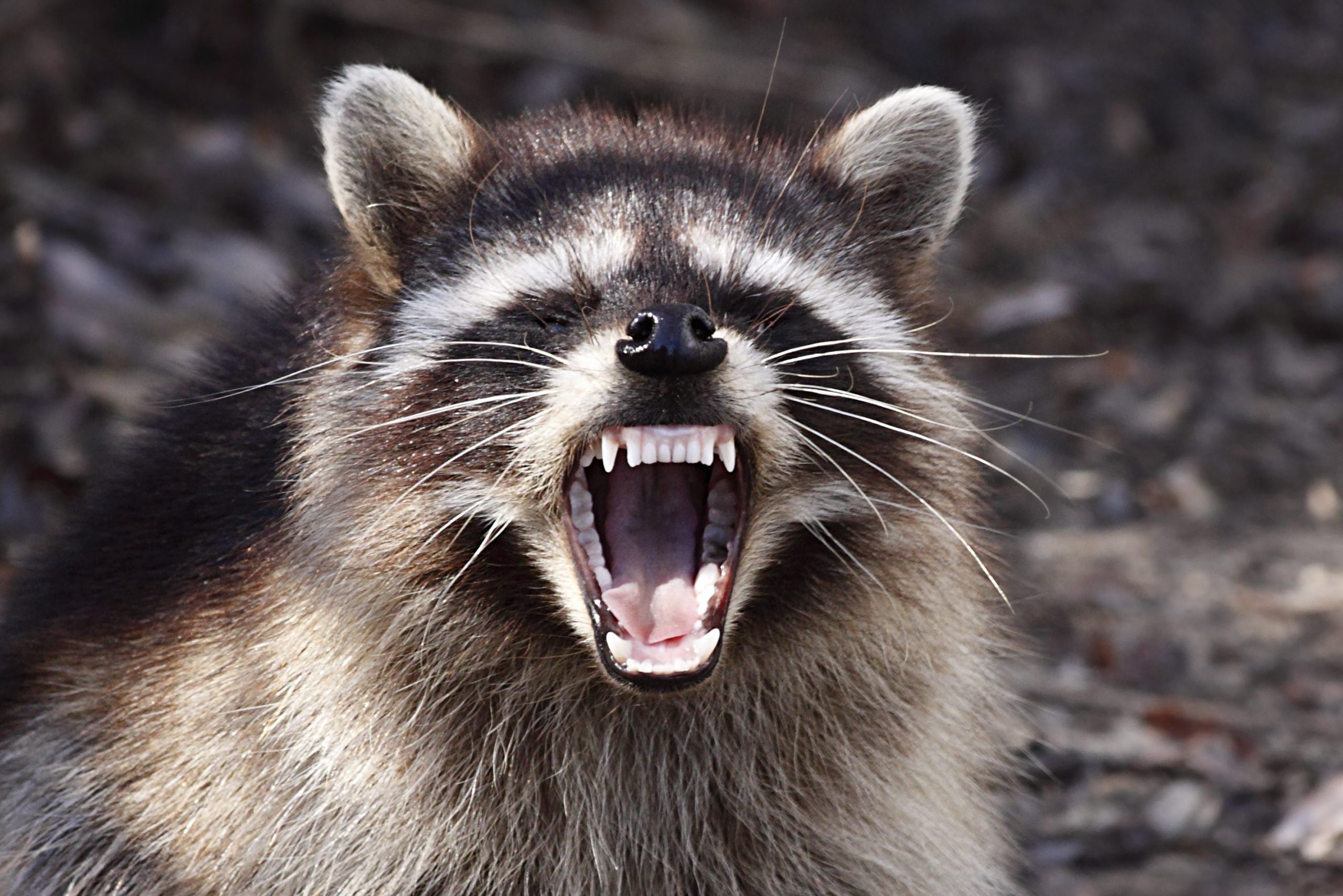 Raccoon with attitude