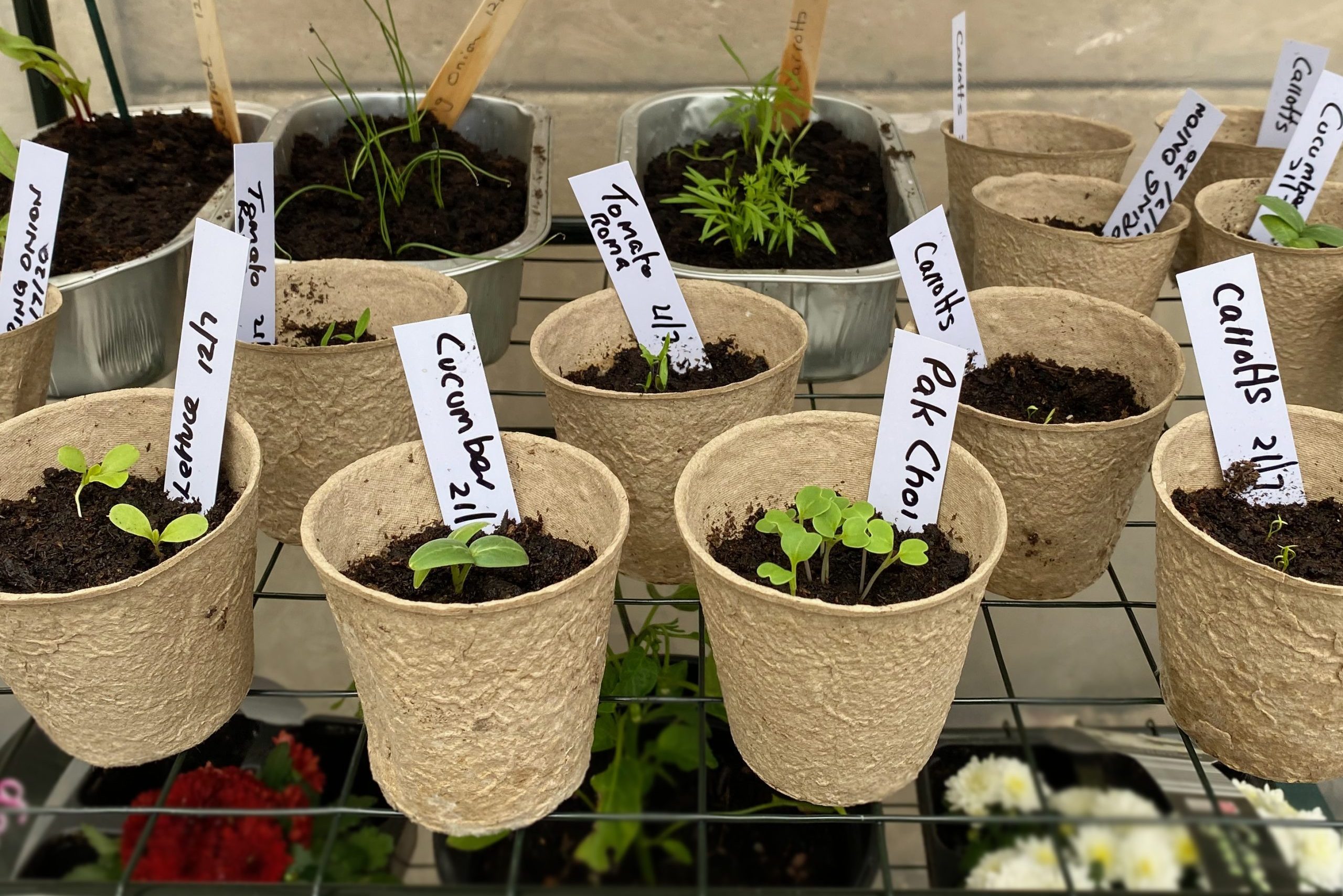 Seedlings planted in pots and labelled