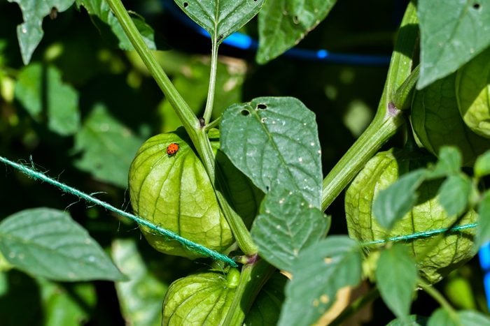 Tomatillos growing inside their husks in the summer garden with ladybug controlling aphid