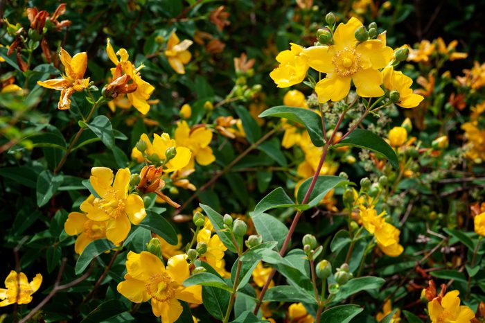 Ornamental hypericum yellow flowers (close up).