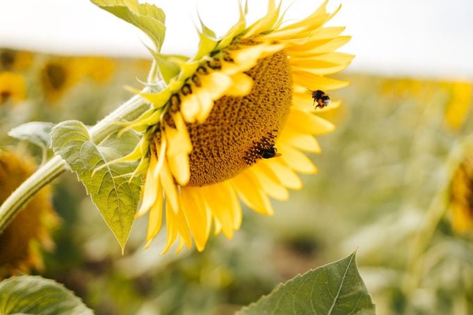 Bumblebee in flight towards a sunflower head