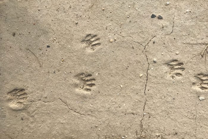 Raccoon Paw Prints in the Dirt