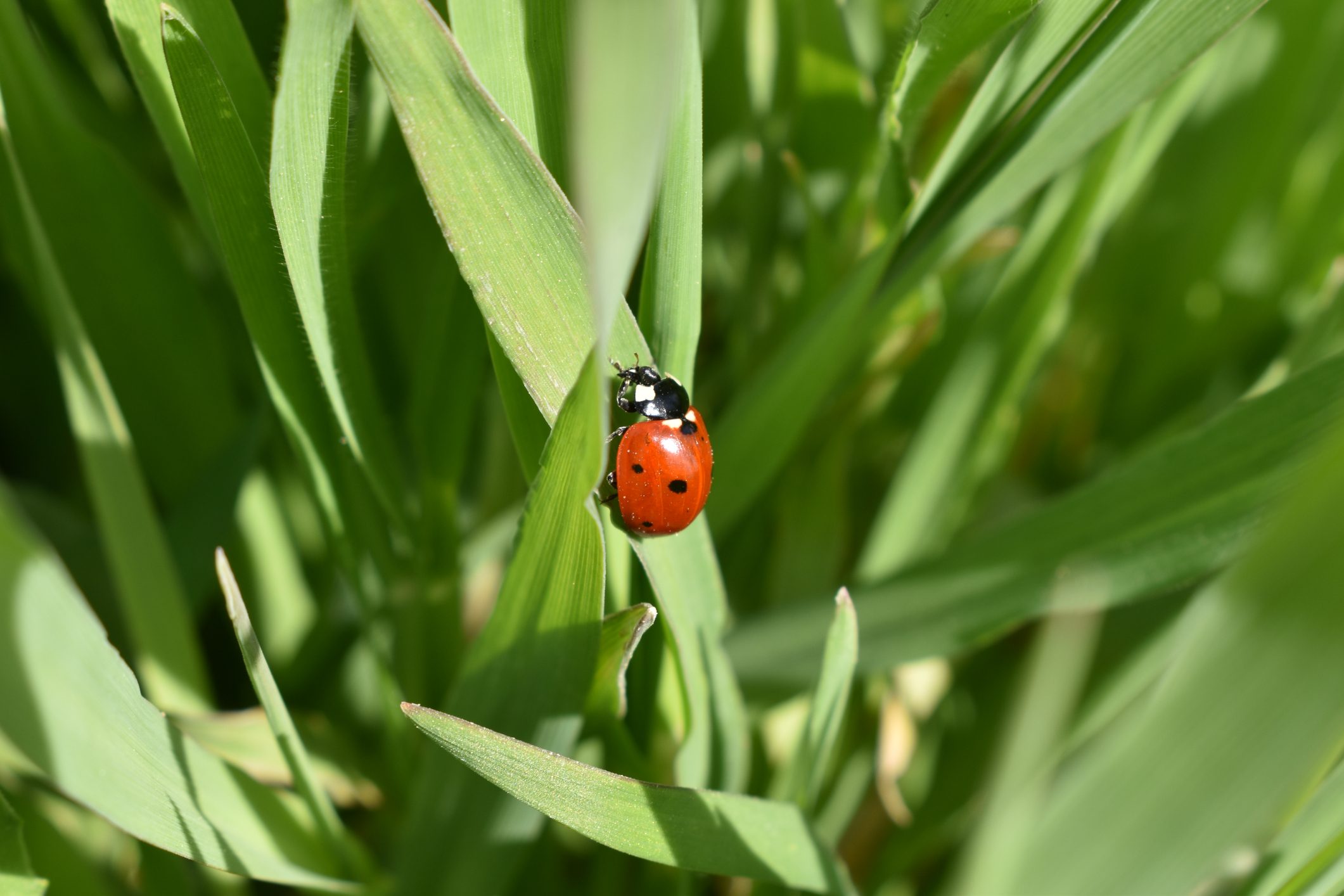 close up of a lady bug on a blade of grass