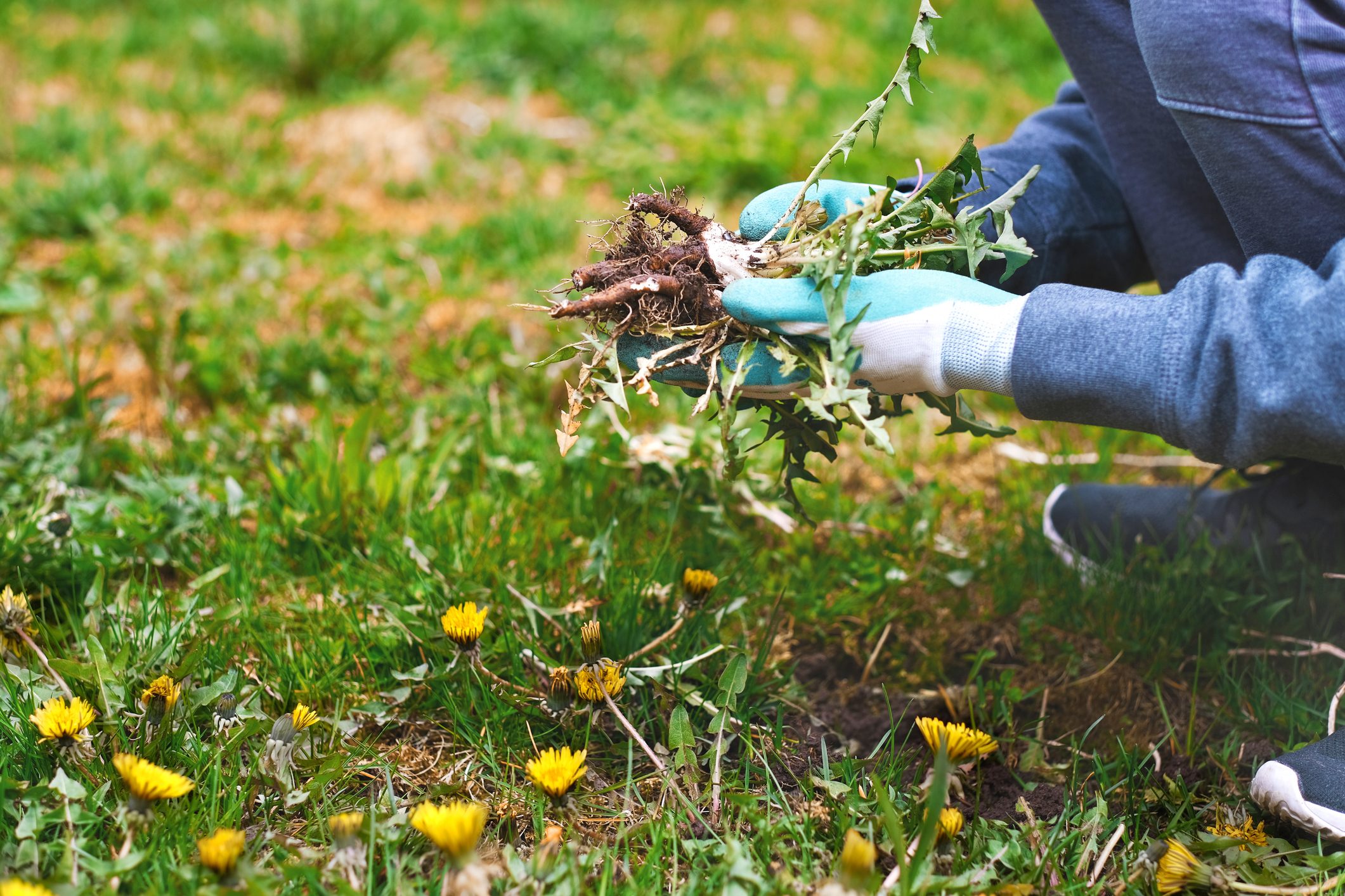 Young man hands wearing garden gloves removing weeds in his grass