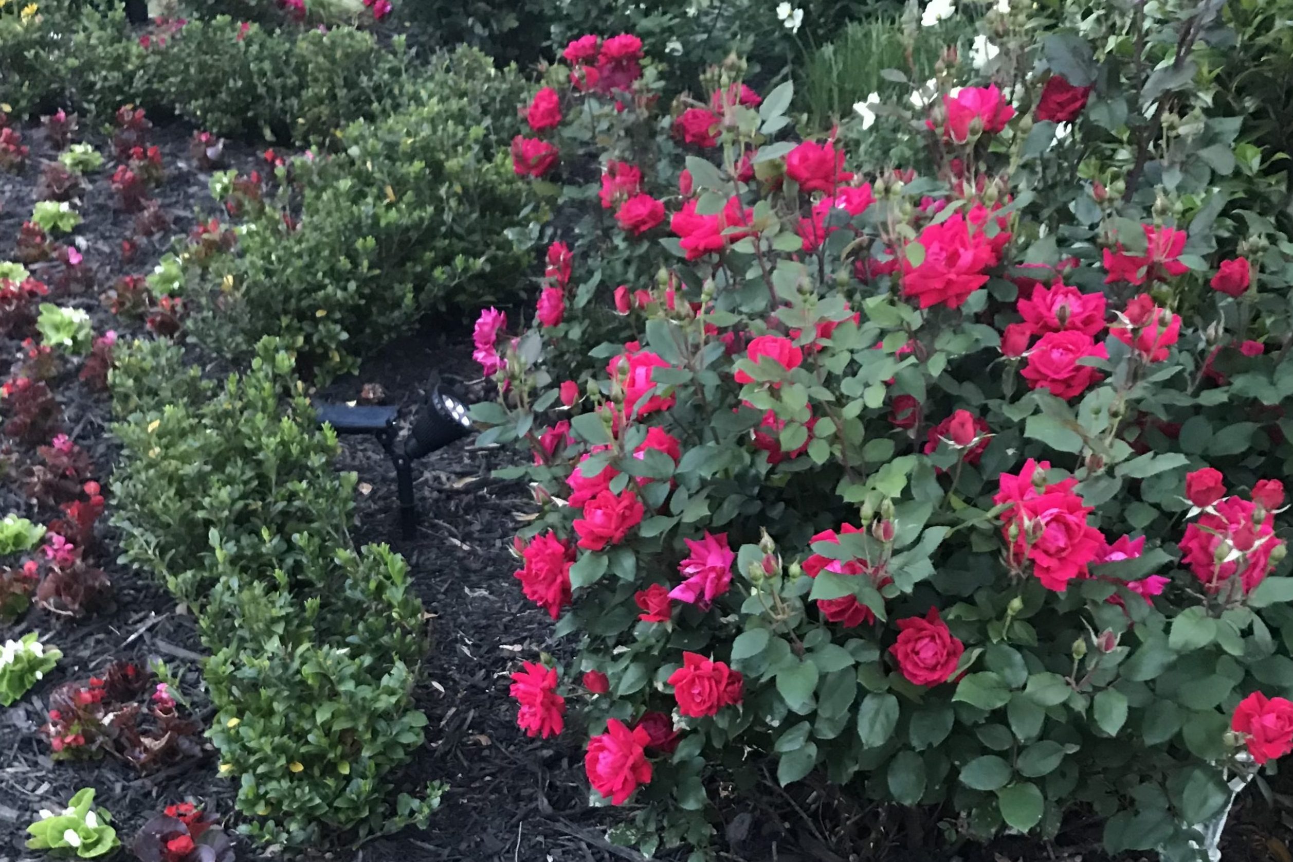 Bright pink Knock Out Rose bush in a mulched garden island
