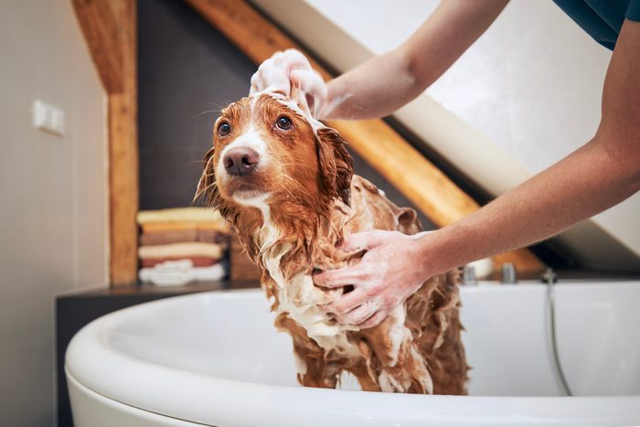 Dog taking bath at home"n