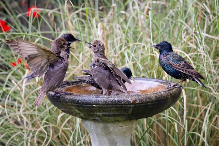 Family of Starlings Bathing