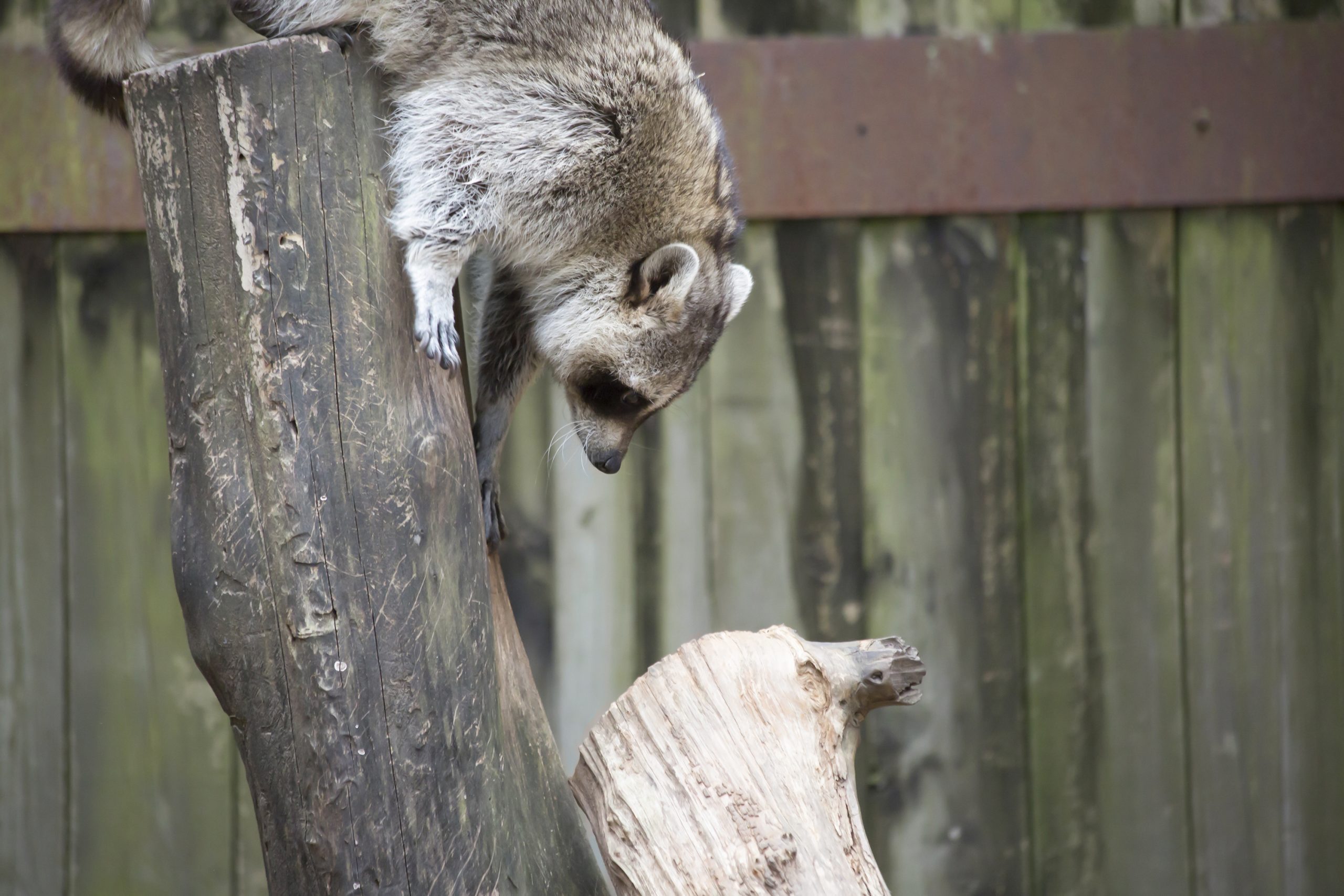 Raccoon climbing Down A Tree