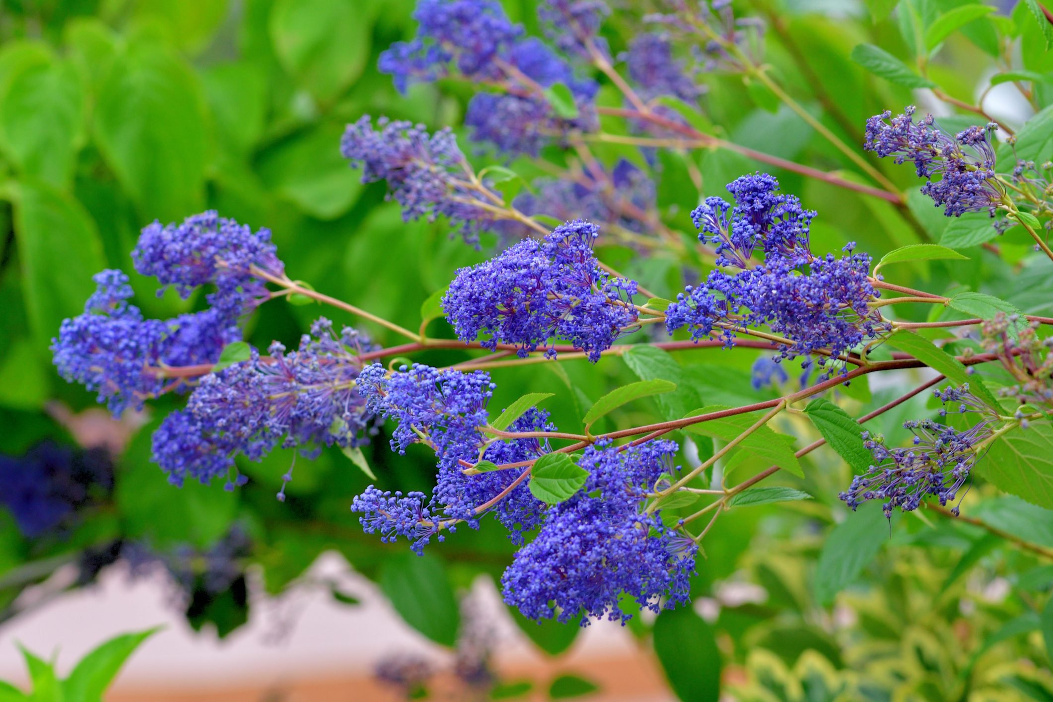 Ceanothus thyrsiflorus / Blue Blossom / California Lilac