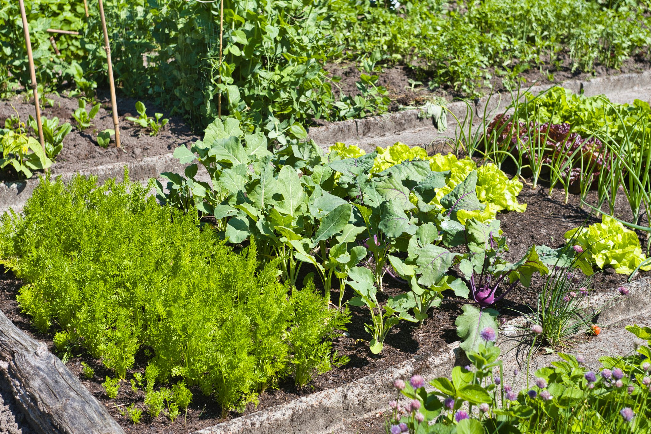 Close-up of vegetables growing in a vegetable garden, Germany