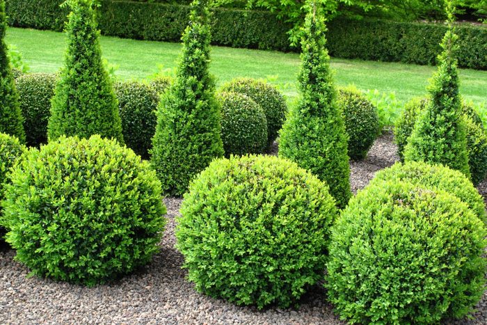 Buxus balls for sale