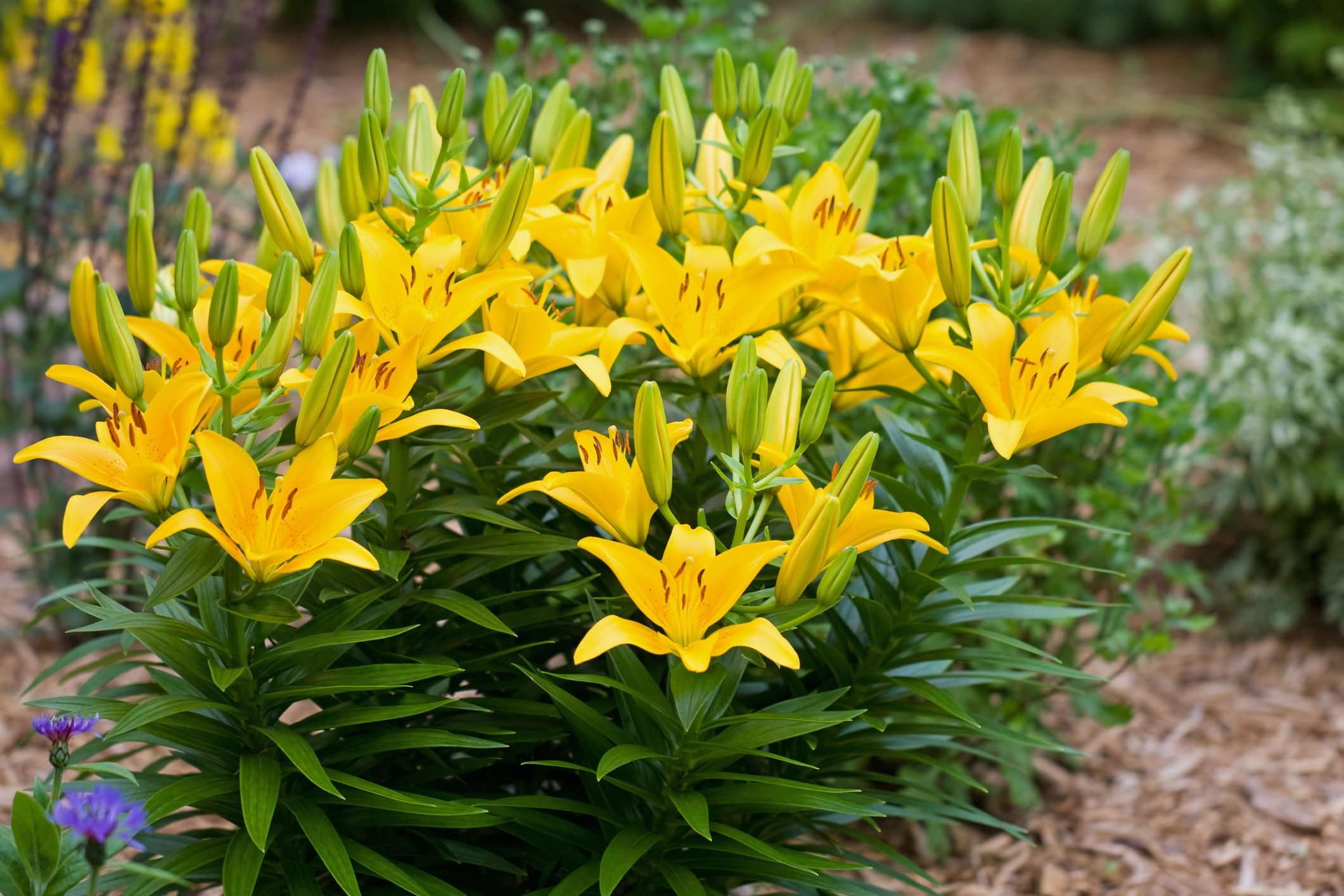 Lily Blossoms and Buds