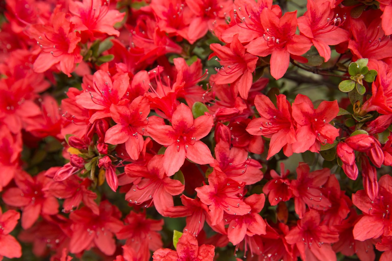 10 Best Types of Azaleas for Your Garden