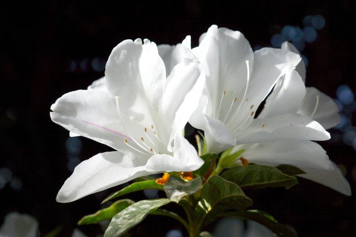 The park is carpeted with white azalea blossoms.