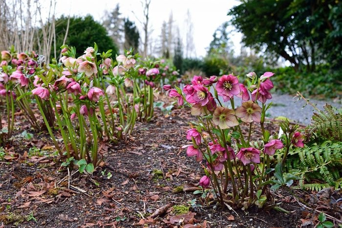 Helleborus