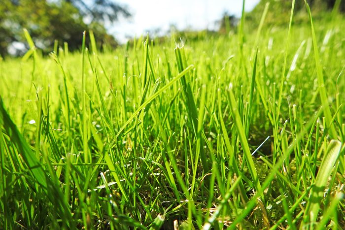 organic Green grass close up