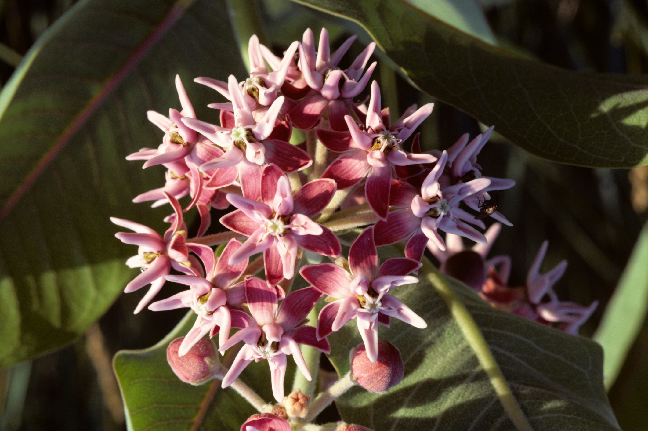 Close up of a milkweed (Asclepias speciosa) flower